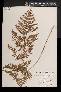 Dryopteris × triploidea image