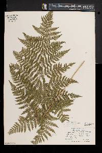 Dryopteris × triploidea image