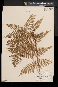 Dryopteris × triploidea image