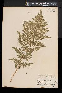 Dryopteris × triploidea image