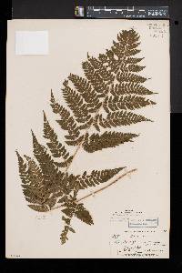 Dryopteris × triploidea image