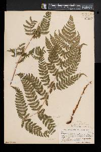 Dryopteris × triploidea image