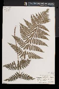 Dryopteris × triploidea image