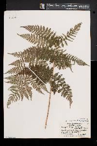 Dryopteris × triploidea image