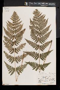 Dryopteris × triploidea image