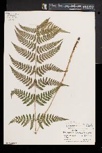 Dryopteris × triploidea image