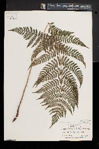 Dryopteris × triploidea image