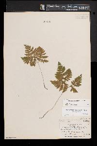 Gymnocarpium dryopteris image