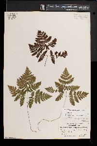 Gymnocarpium dryopteris image