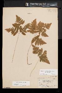 Gymnocarpium dryopteris image