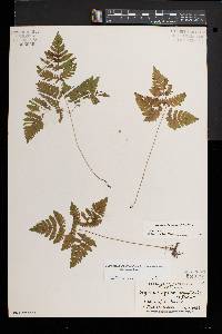 Gymnocarpium dryopteris image