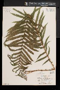Matteuccia struthiopteris var. pensylvanica image