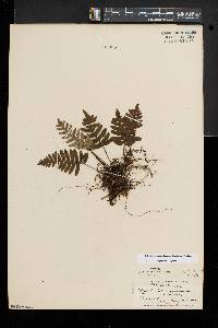 Polypodium appalachianum image