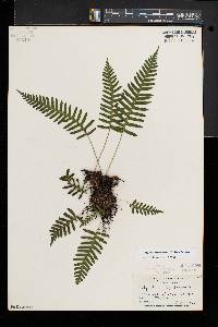 Polypodium appalachianum image