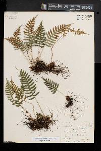 Polypodium appalachianum image