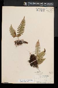 Polypodium appalachianum image