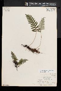 Polypodium appalachianum image