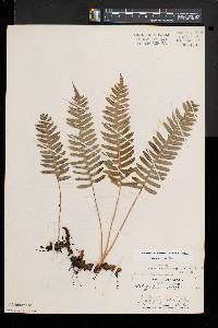 Polypodium appalachianum image