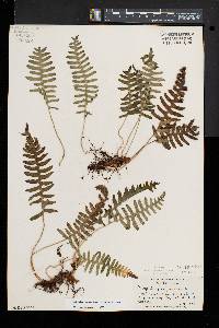 Polypodium appalachianum image