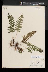 Polypodium appalachianum image