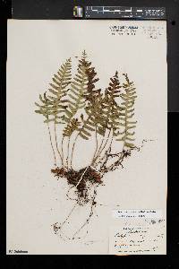 Polypodium appalachianum image