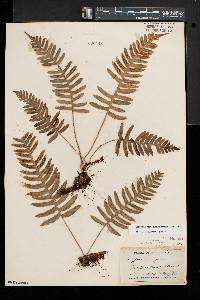 Polypodium appalachianum image