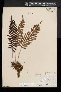 Polypodium appalachianum image