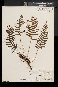 Polypodium appalachianum image