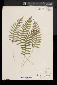 Polypodium appalachianum image