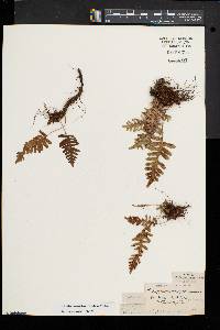 Polypodium appalachianum image