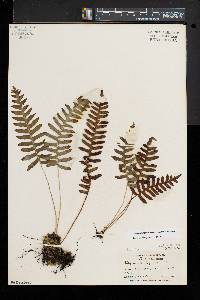 Polypodium appalachianum image