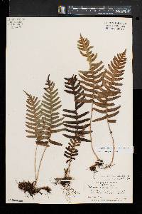 Polypodium appalachianum image