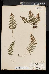 Polypodium appalachianum image