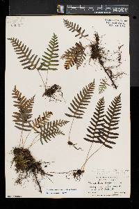 Polypodium appalachianum image