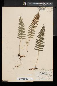 Polypodium appalachianum image