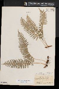 Polypodium appalachianum image