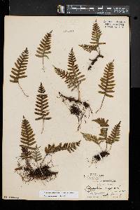 Polypodium appalachianum image