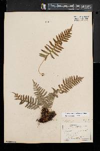 Polypodium appalachianum image