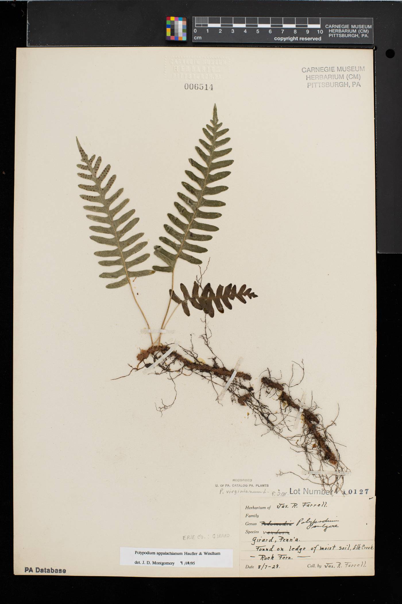 Polypodium appalachianum image