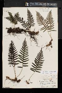 Polypodium appalachianum image