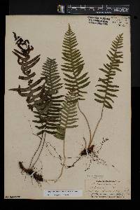 Polypodium appalachianum image