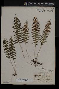 Polypodium appalachianum image