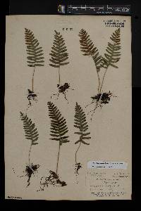 Polypodium appalachianum image