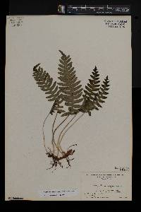 Polypodium appalachianum image