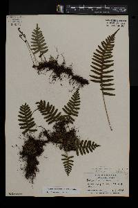 Polypodium appalachianum image