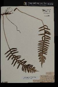 Polypodium appalachianum image