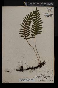 Polypodium appalachianum image