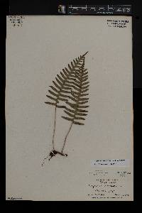 Polypodium appalachianum image