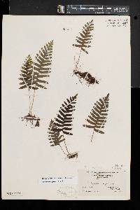 Polypodium appalachianum image