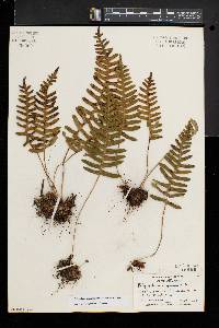 Polypodium appalachianum image